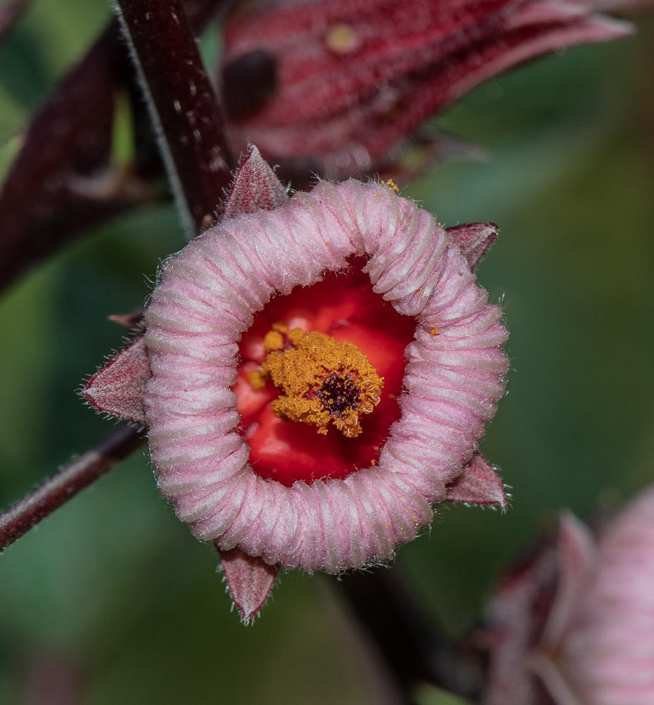 Image of Hibiscus sabdariffa specimen.