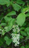 Padus avium subspecies pubescens. Соцветия и листья с галлами. Иркутская обл., Иркутский р-н, окр. пос. Б. Голоустное, смешанный лес, берег ручья. 31.05.2018.