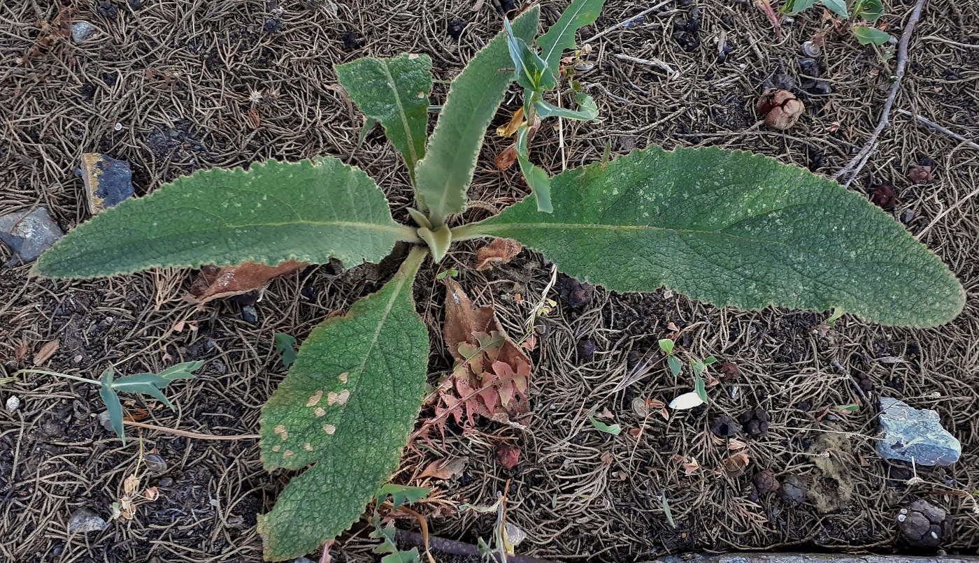 Изображение особи род Verbascum.