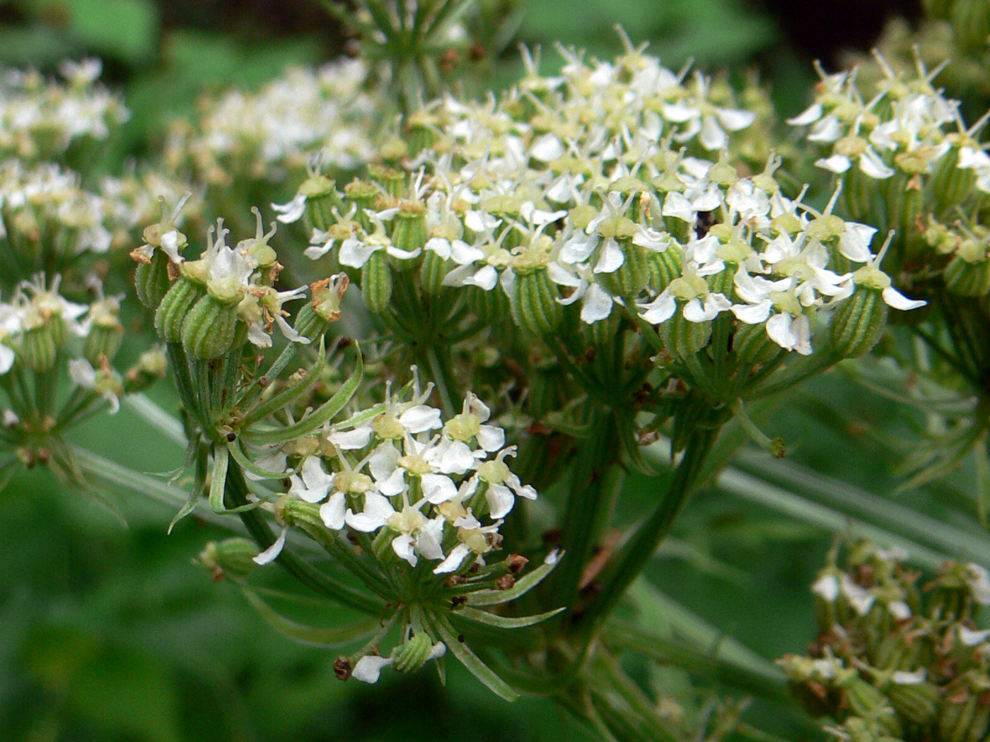 Изображение особи Pleurospermum uralense.