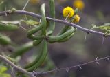 Vachellia farnesiana