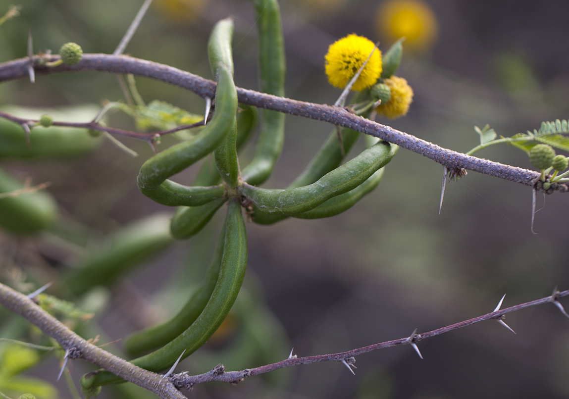 Изображение особи Vachellia farnesiana.