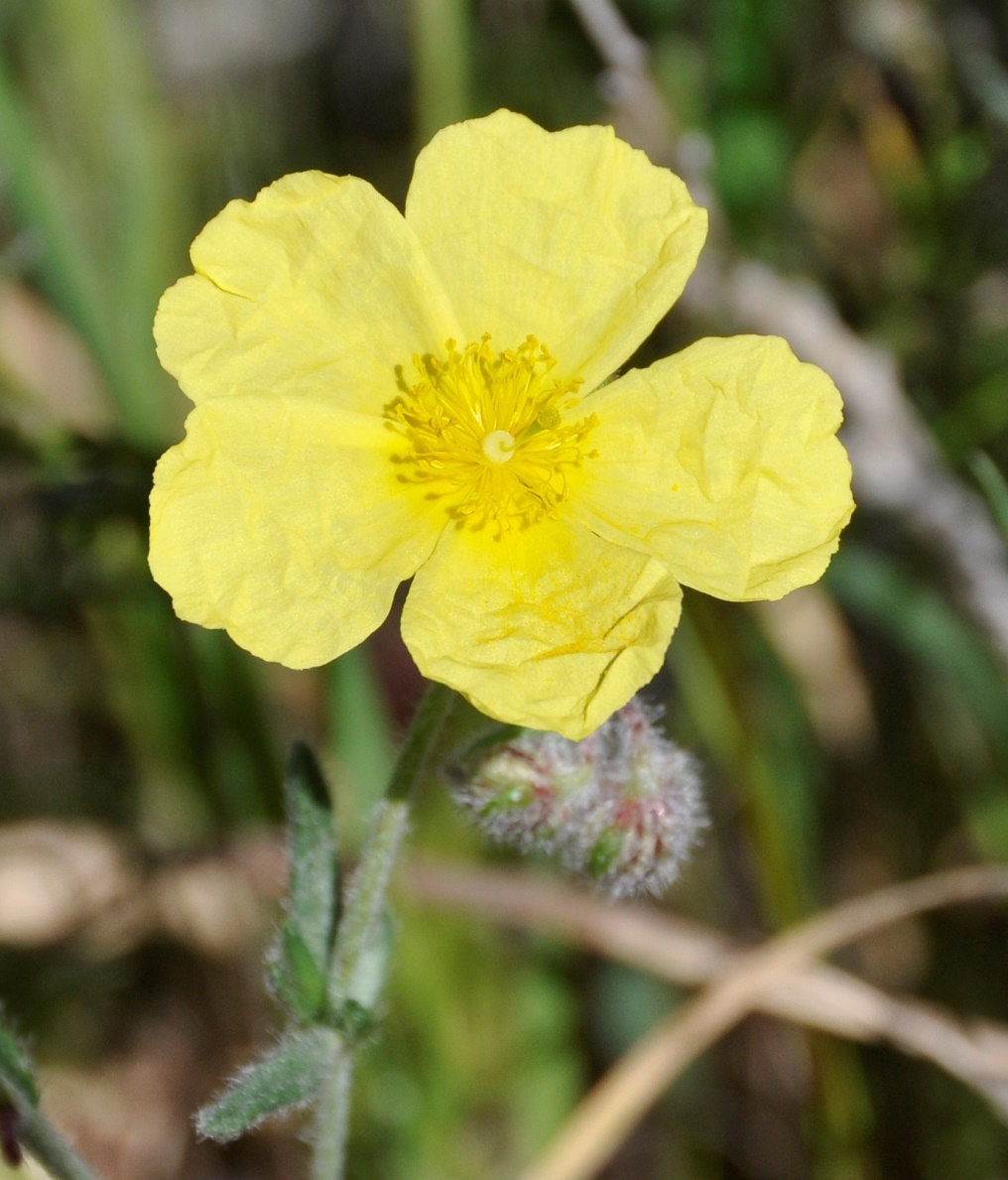 Image of Helianthemum obtusifolium specimen.