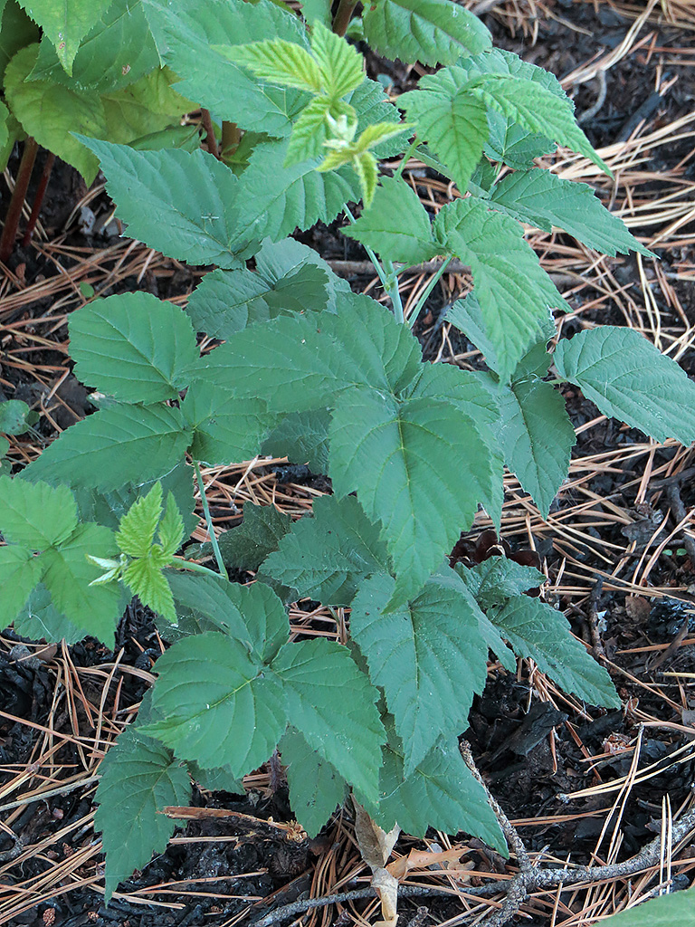 Image of Rubus occidentalis specimen.