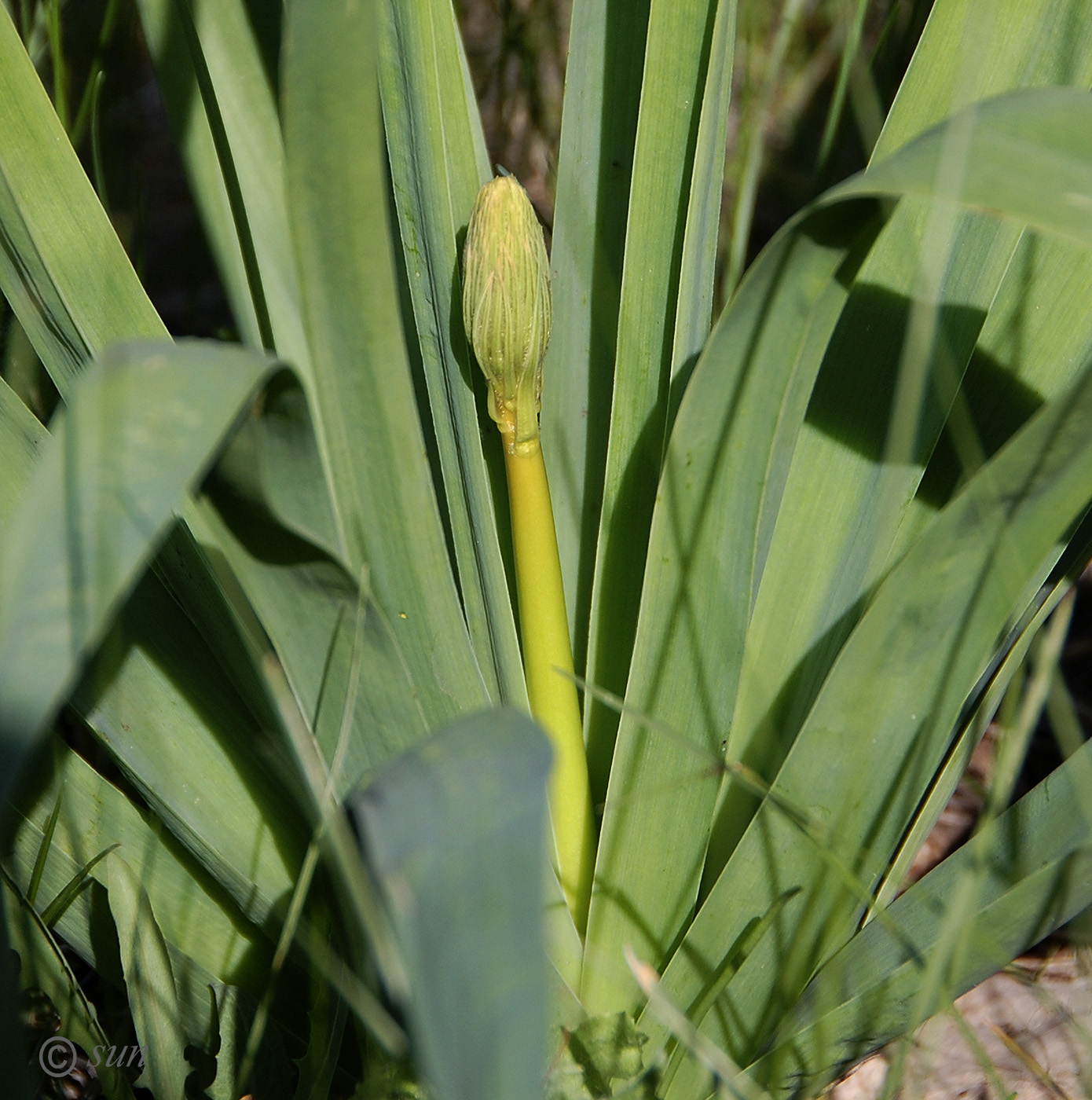 Изображение особи Eremurus spectabilis.