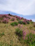 Salvia bucharica