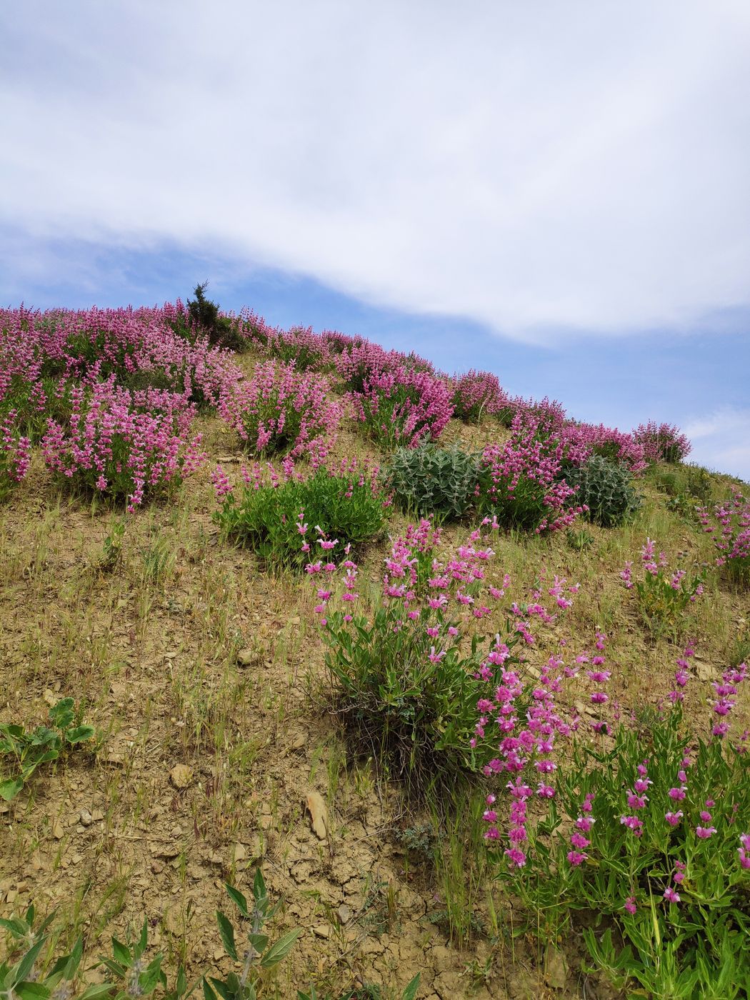 Изображение особи Salvia bucharica.