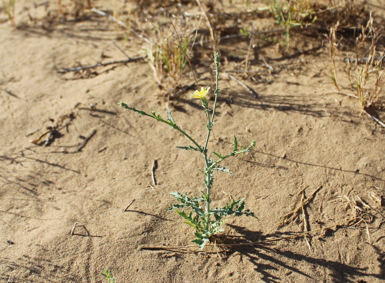 Изображение особи Rhabdotheca korovinii.