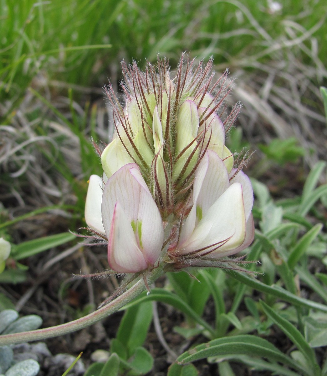 Изображение особи Hedysarum daghestanicum.