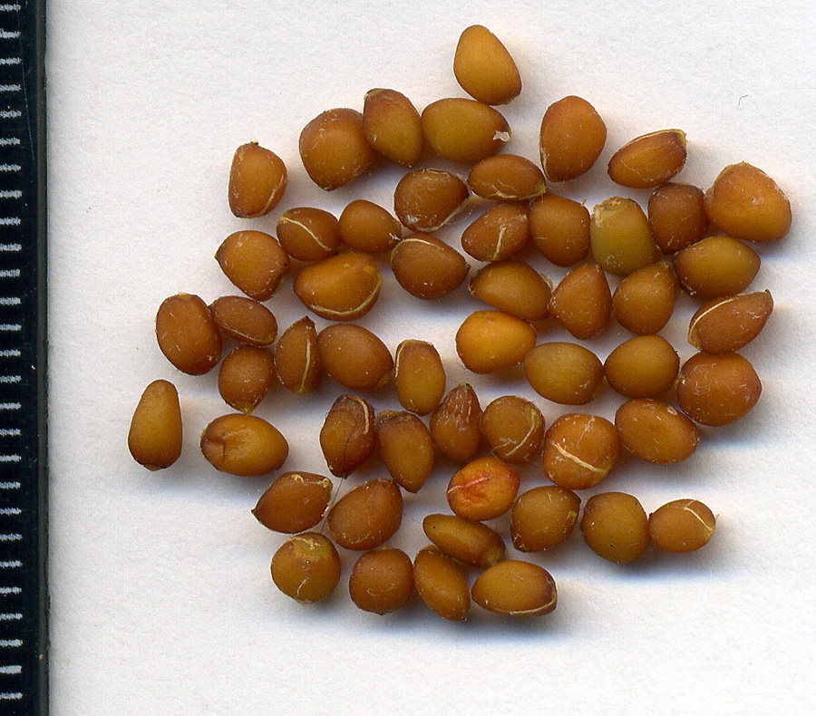 Изображение особи Ribes rubrum.