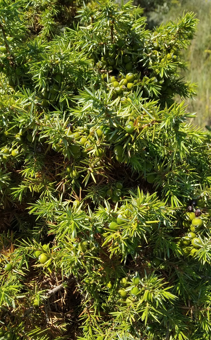 Изображение особи Juniperus oblonga.