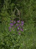 Chamaenerion angustifolium