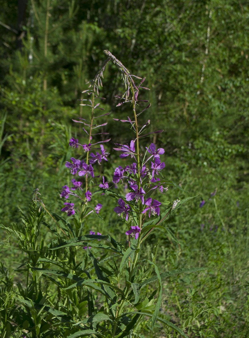 Image of Chamaenerion angustifolium specimen.