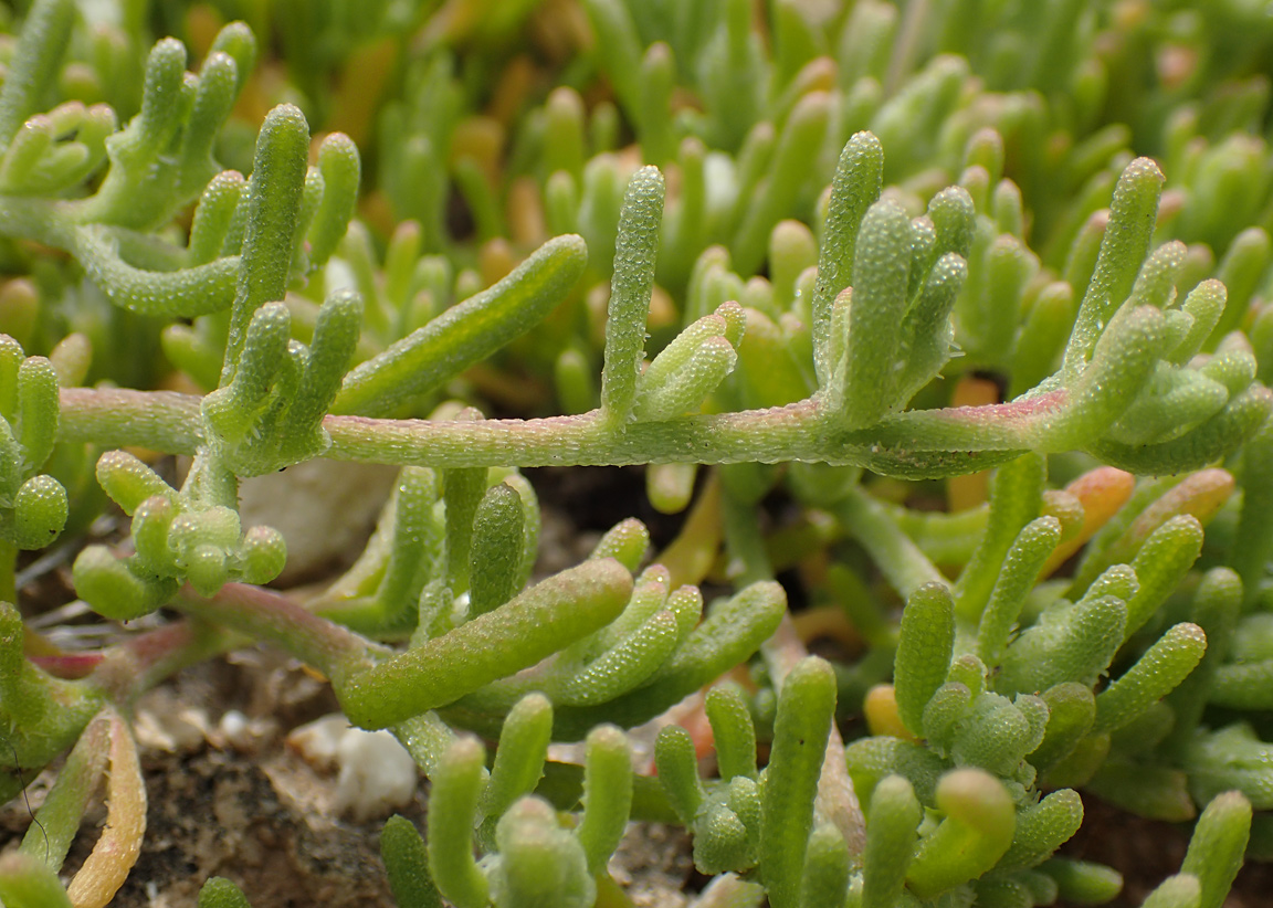 Image of Mesembryanthemum nodiflorum specimen.