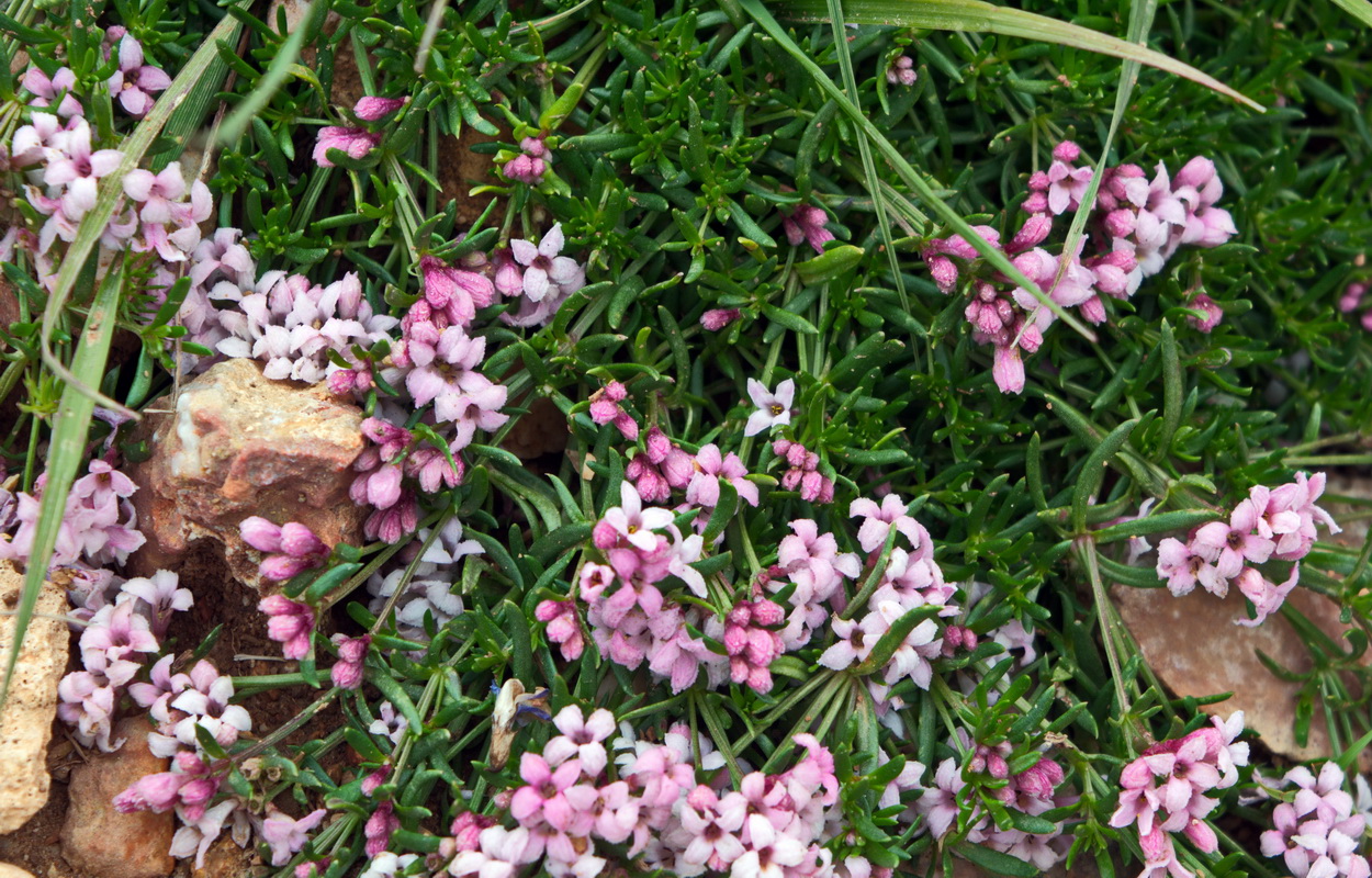 Изображение особи Asperula cristata.