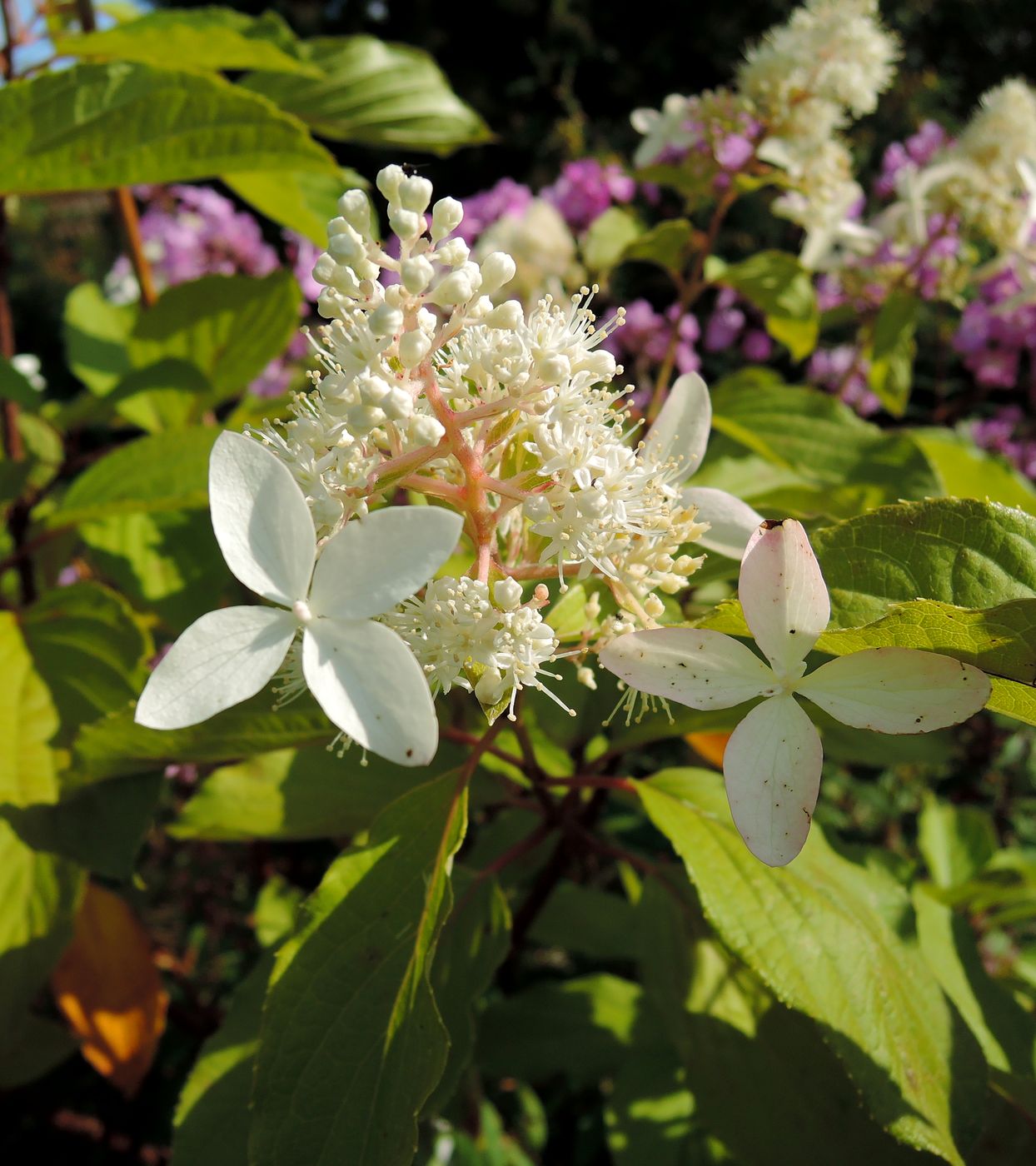 Image of Hydrangea paniculata specimen.