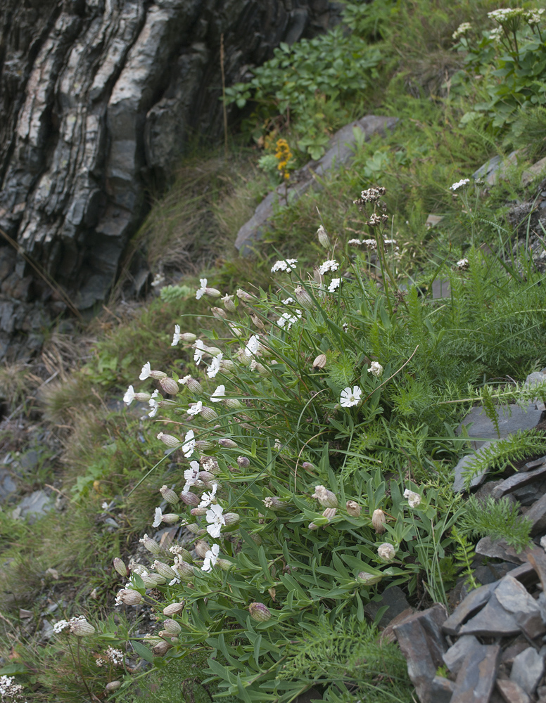 Image of Oberna uniflora specimen.