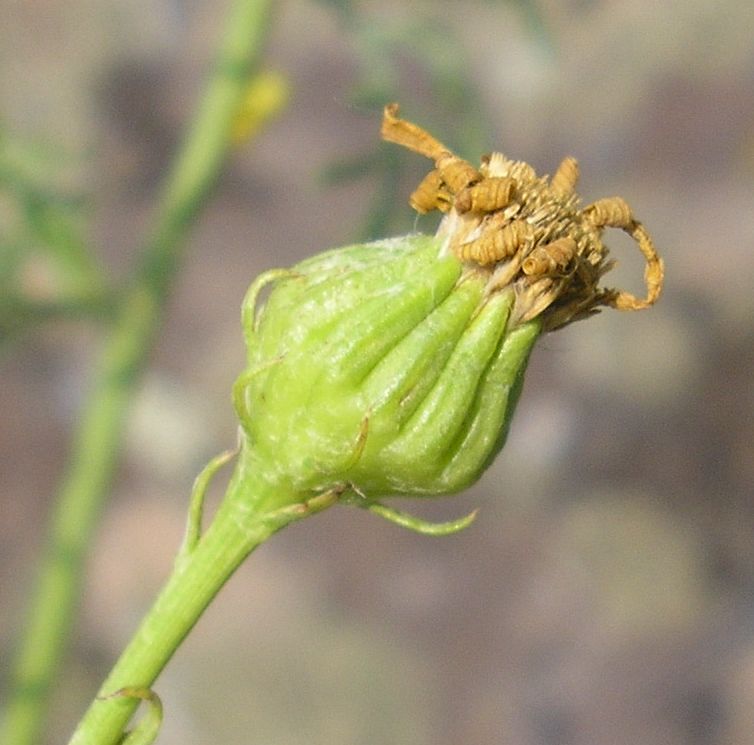 Image of Senecio borysthenicus specimen.