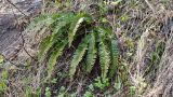 Polystichum lonchitis