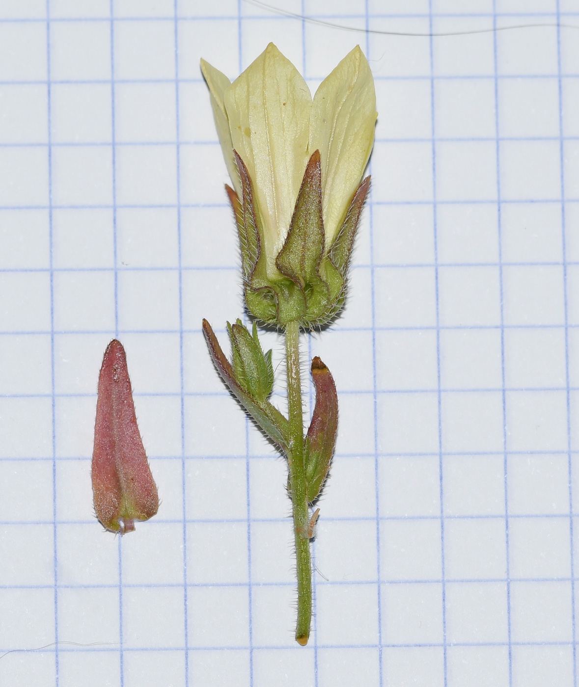 Image of Campanula sulphurea specimen.