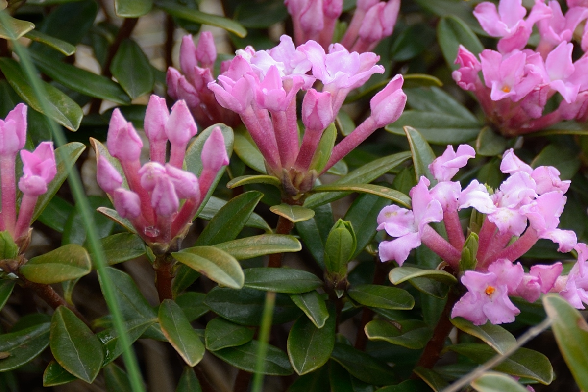 Image of Daphne circassica specimen.