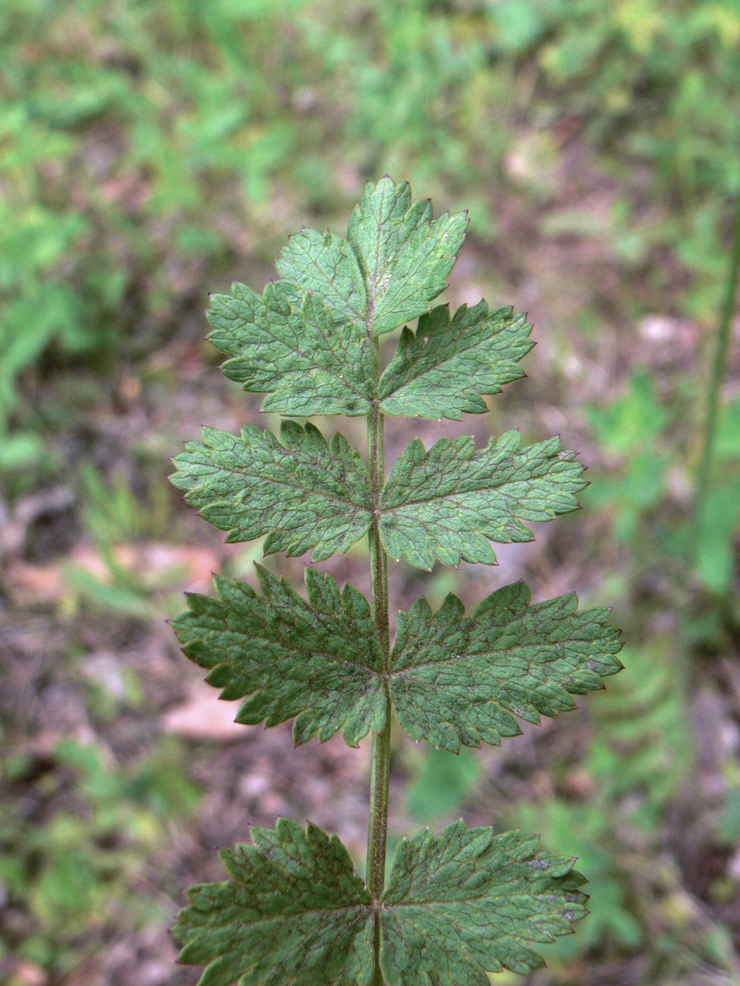 Image of Pimpinella saxifraga specimen.