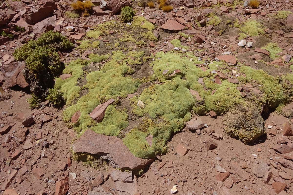Image of Pycnophyllum bryoides specimen.