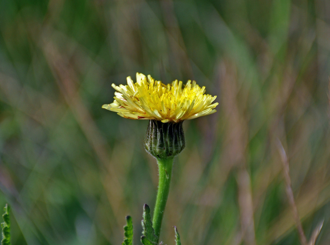 Image of Trommsdorffia maculata specimen.