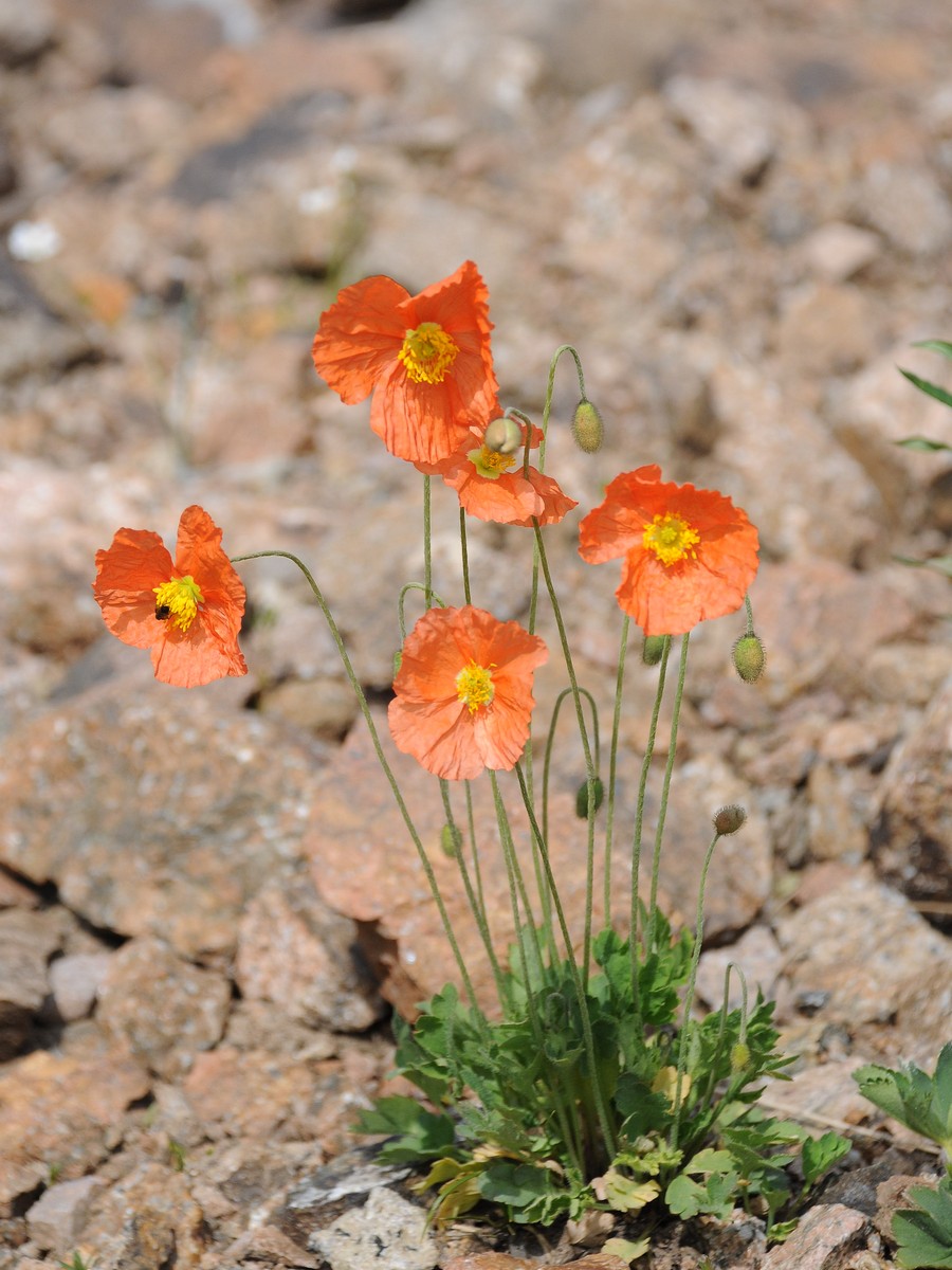 Изображение особи Papaver croceum.