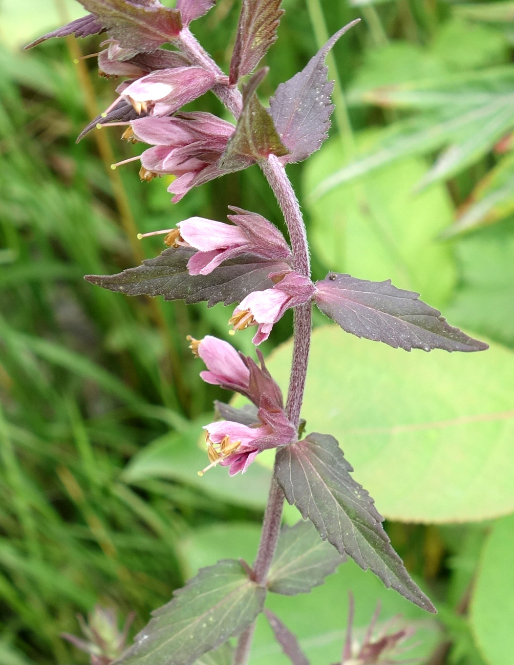 Изображение особи Odontites vulgaris.