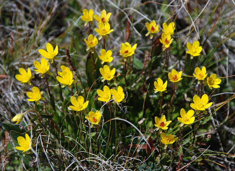 Image of Saxifraga hirculus specimen.