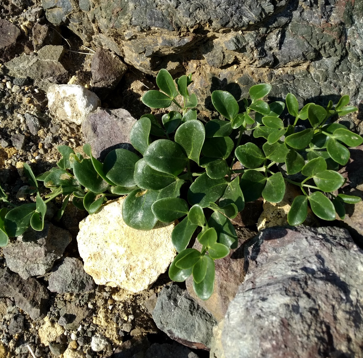 Изображение особи Zygophyllum fabago.