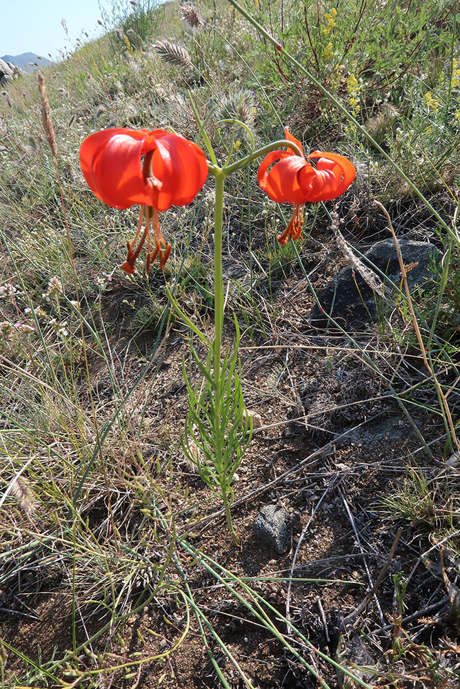 Изображение особи Lilium pumilum.