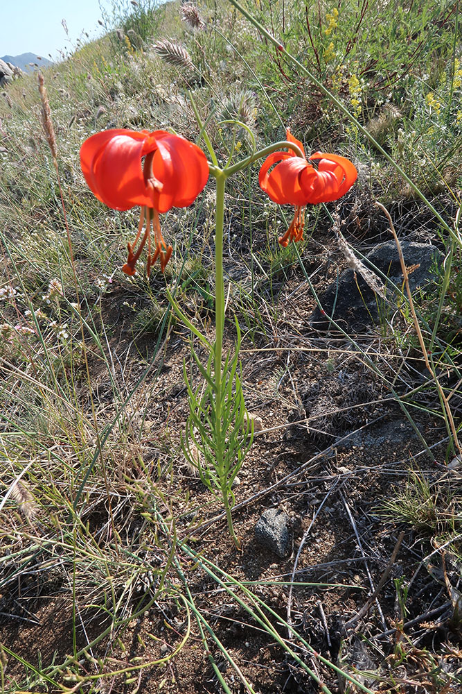 Изображение особи Lilium pumilum.