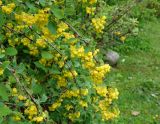 Berberis sphaerocarpa