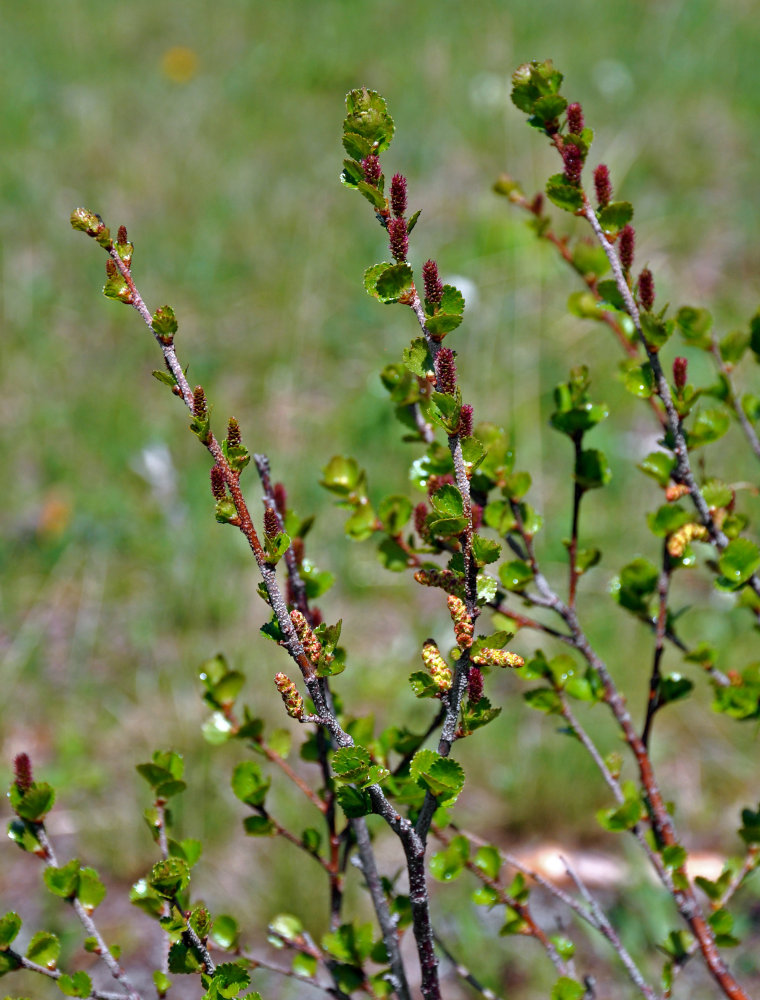 Изображение особи Betula rotundifolia.