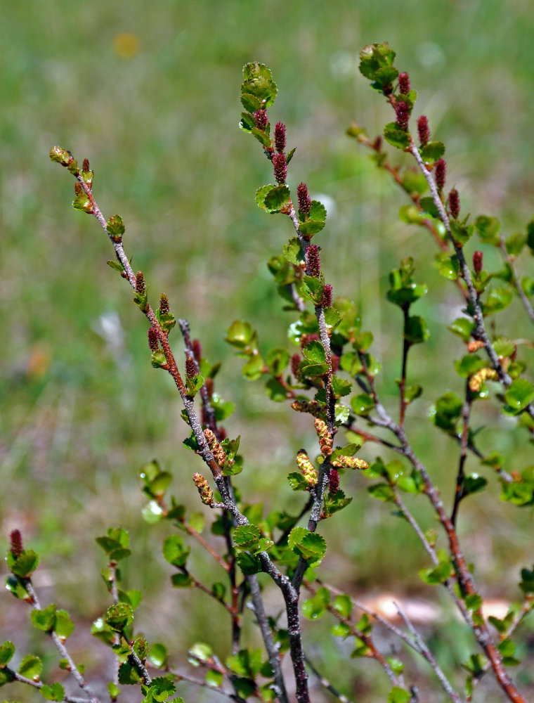 Image of Betula rotundifolia specimen.