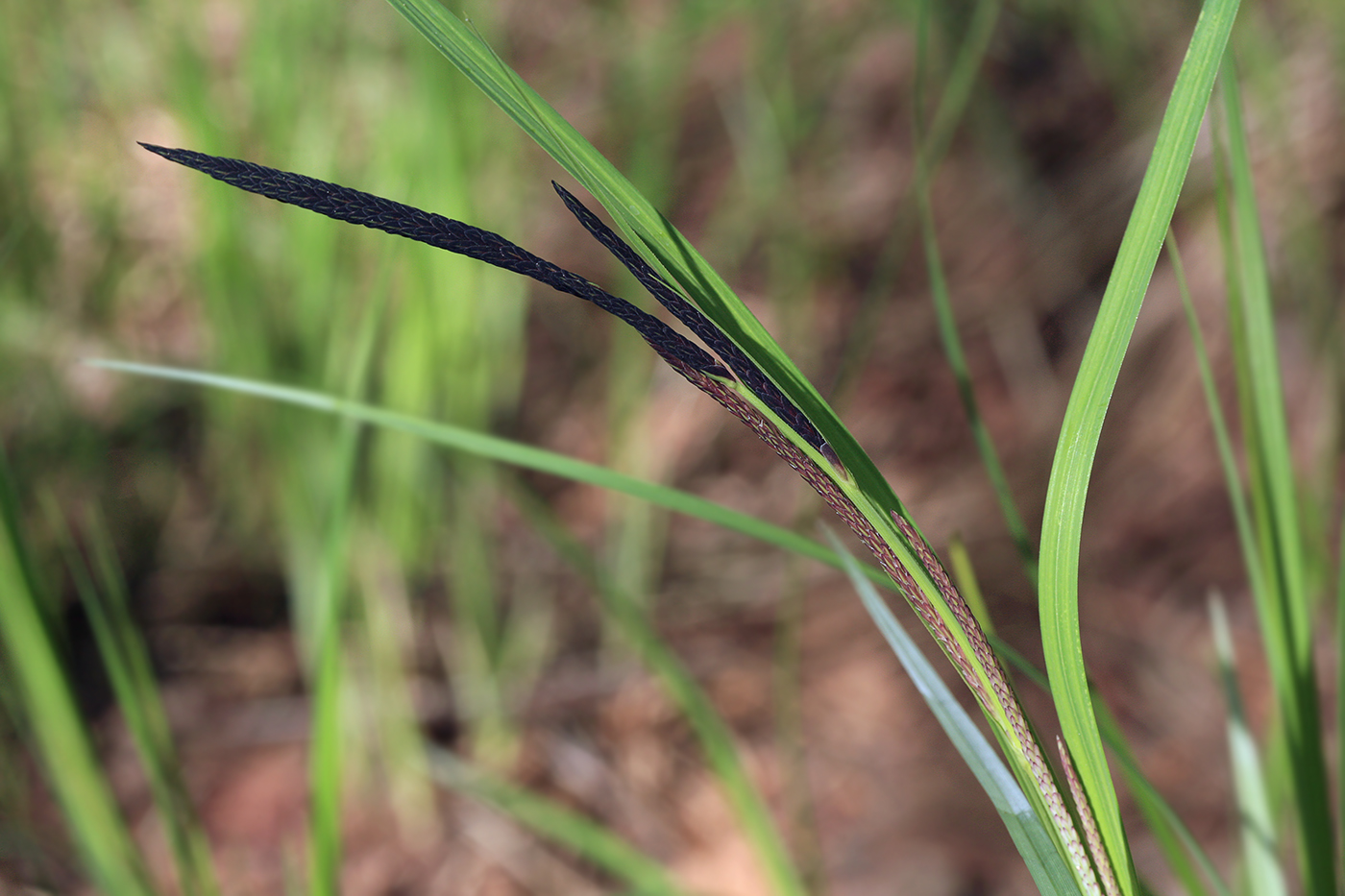 Изображение особи Carex acuta.