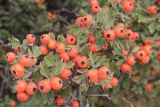 Crataegus orientalis