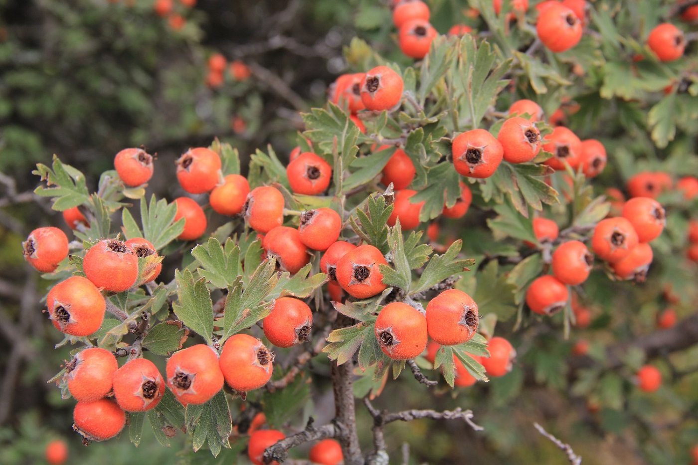 Изображение особи Crataegus orientalis.