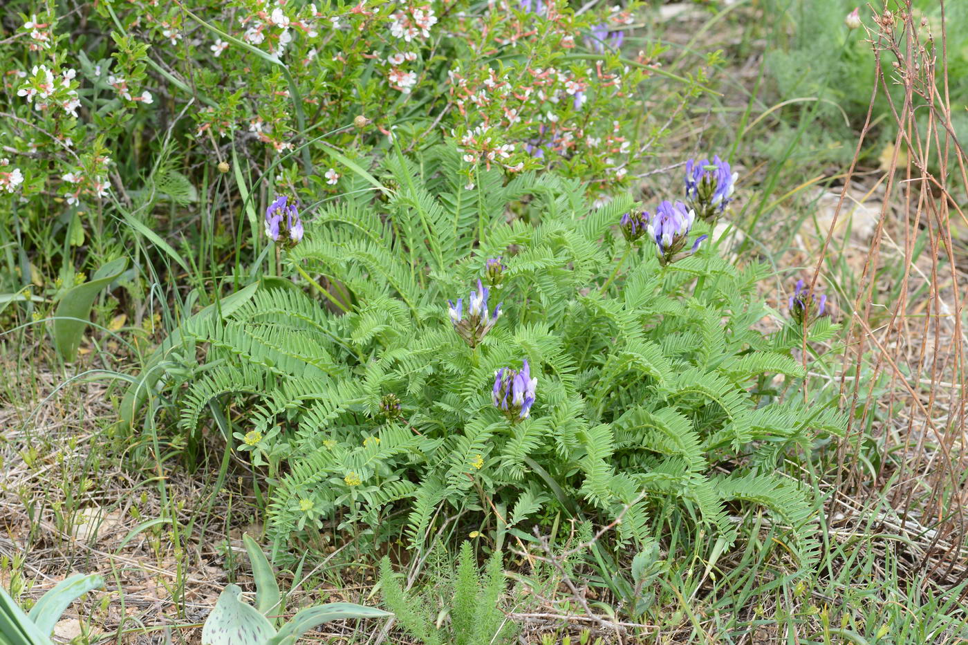 Изображение особи Astragalus skorniakowii.