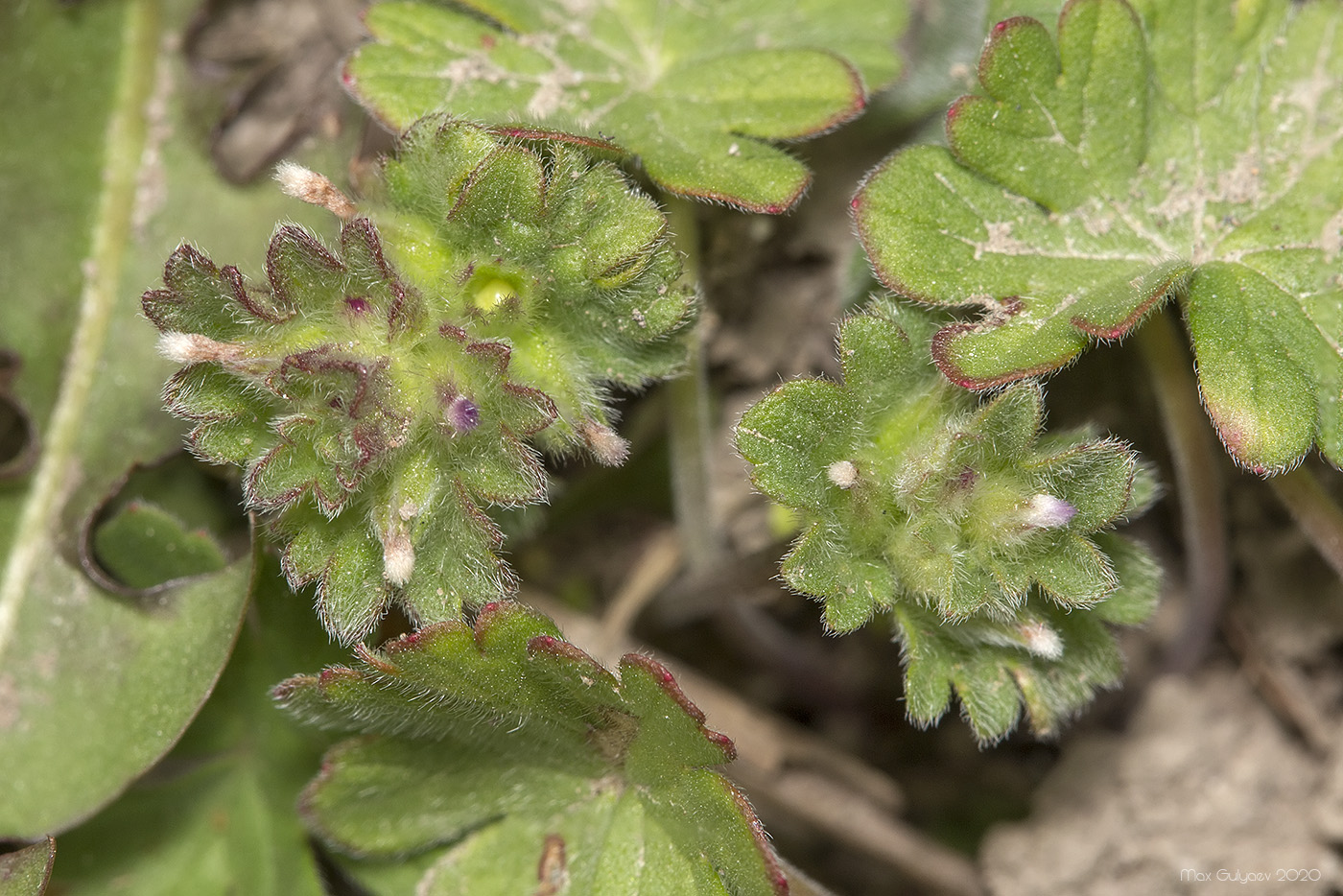 Image of Lamium amplexicaule specimen.