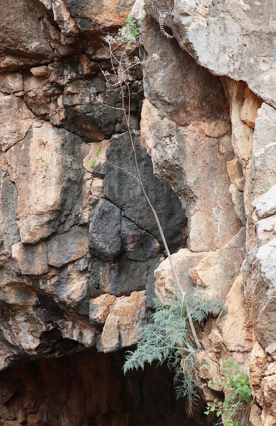 Image of Ferula tingitana specimen.