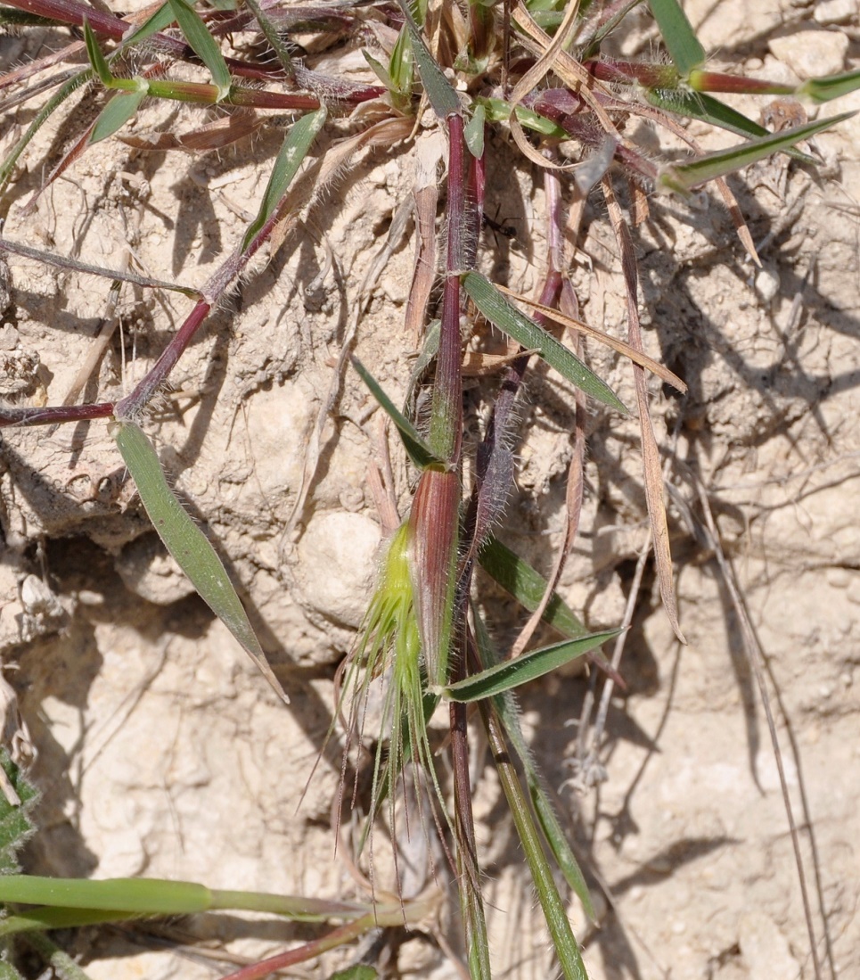 Изображение особи Aegilops geniculata.