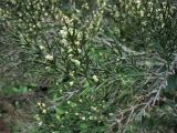 Colletia spinosissima. Цветущая веточка. Испания, Канарские о-ва, Тенерифе, ботанический сад в Пуэрто-де-ла-Крус, в культуре. 6 марта 2008 г.