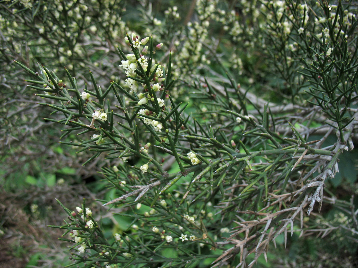 Изображение особи Colletia spinosissima.