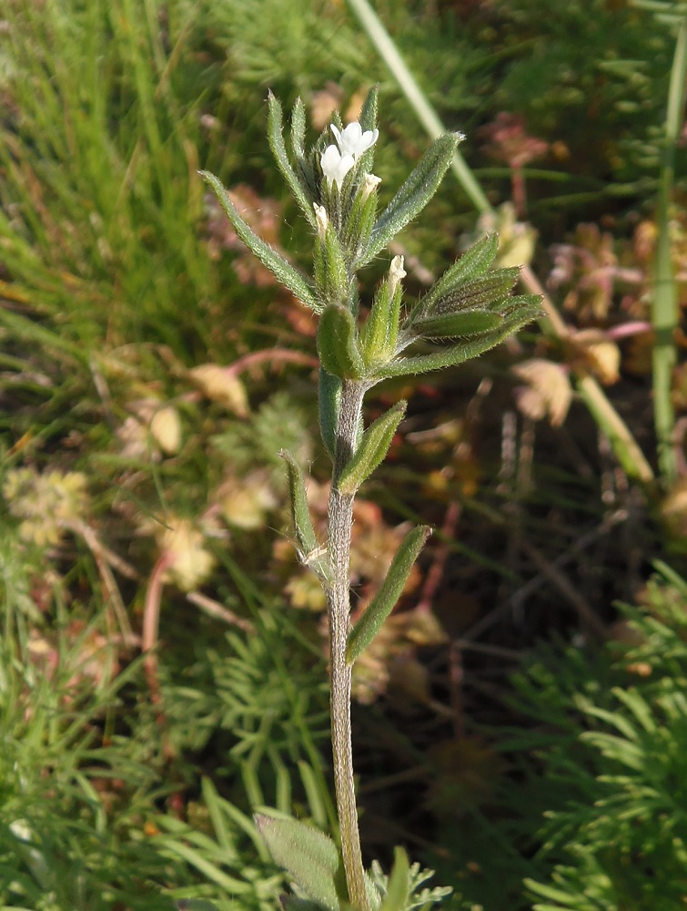 Image of Buglossoides arvensis specimen.