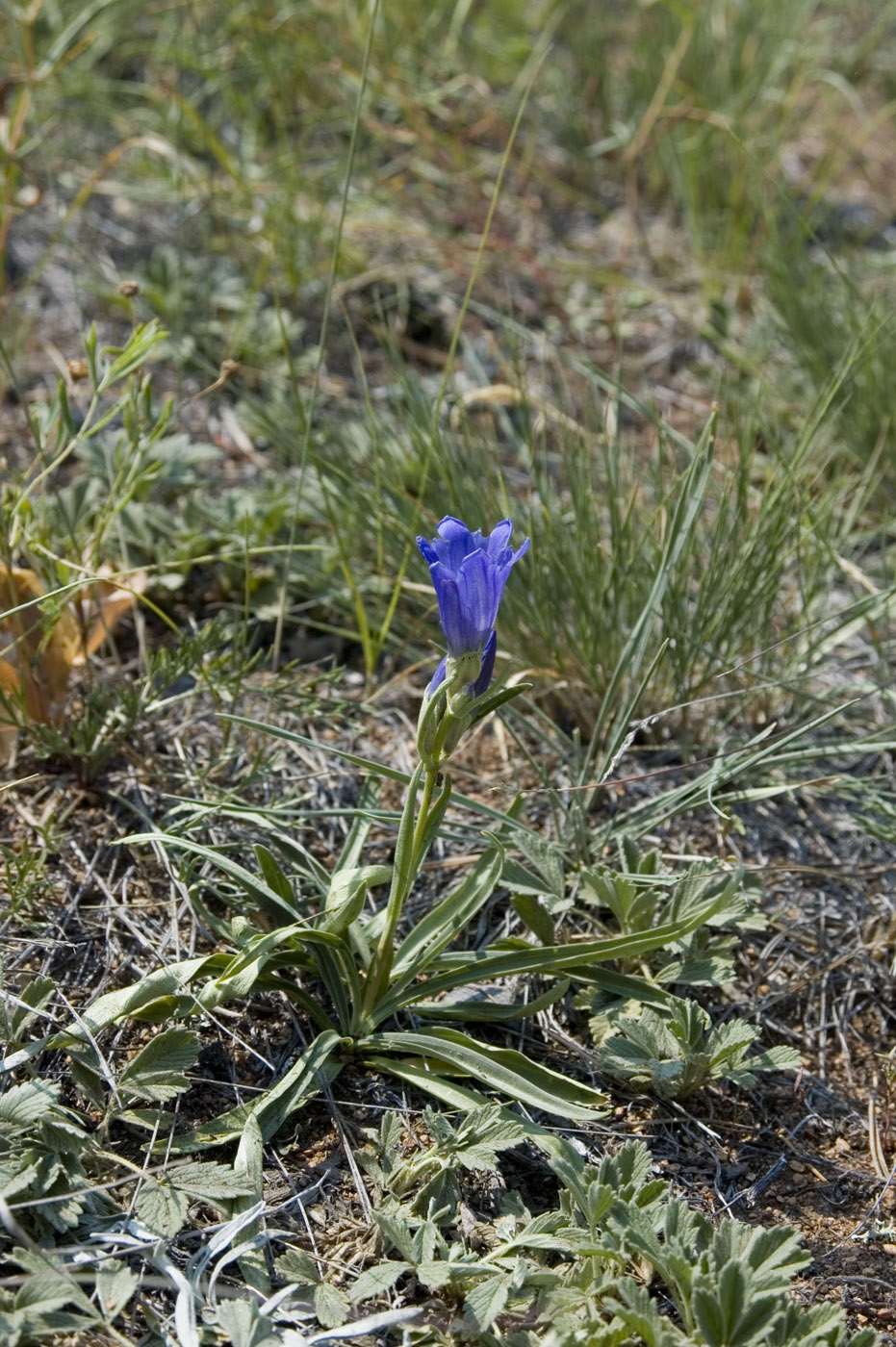 Изображение особи Gentiana decumbens.