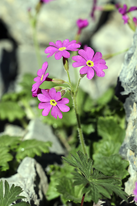 Image of Primula minkwitziae specimen.