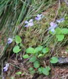 Viola mauritii